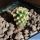 Pediocactus knowltoni SB304 San Juan County, New Mexico, USA (seedling)