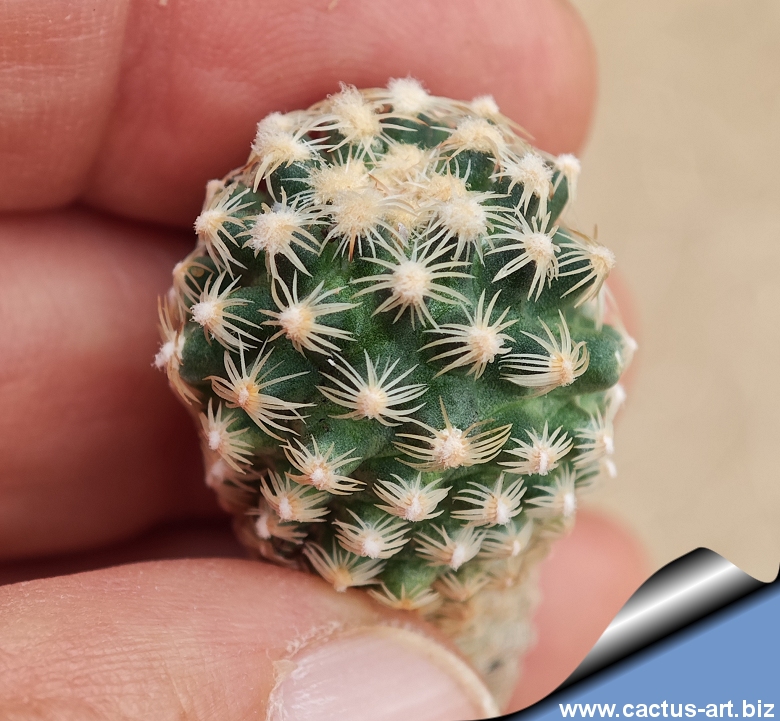 サンヨー Cacti L.Diffusa Koheresii San Fransisco