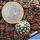 Pediocactus knowltoni SB304 San Juan County, New Mexico, USA (seedling)