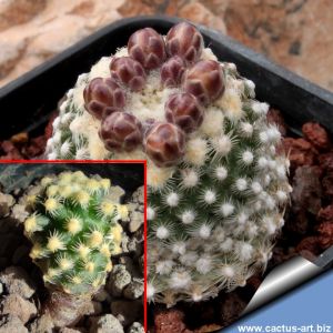 Pediocactus knowltoni SB304, San Juan County, New Mexico, USA