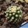 Pediocactus knowltoni SB304 San Juan County, New Mexico, USA (seedling)