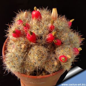 Mammillaria prolifera Bexar Co, TX.