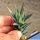 Haworthia glauca