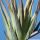 Haworthia glauca