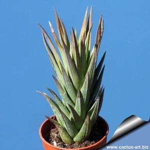 Haworthia glauca