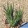 Haworthia glauca