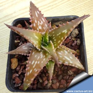 Aloe jucunda