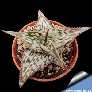 Aloe somalensis