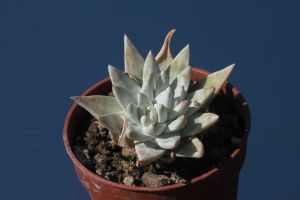 Dudleya gnoma