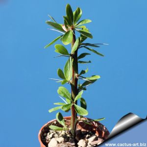 Fouquieria splendens f. albiflora