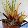 Haworthia radula f. variegata