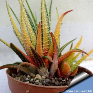 Haworthia radula f. variegata