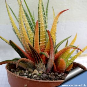 Haworthia radula variegata