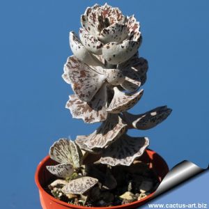 Kalanchoe rhombopilosa