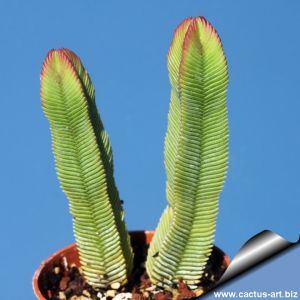 Crassula pyramidalis "media" (large form)