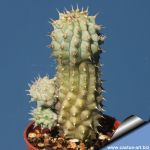 Hoodia gordonii x macrantha