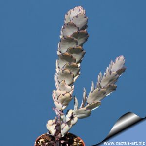 Kalanchoe fedtschenkoi Tsivory, Anosy region, Madagascar