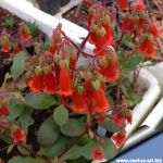 Kalanchoe rebmannii
