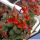 Kalanchoe rebmannii