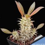 Pachypodium horombense (Madagascar) 