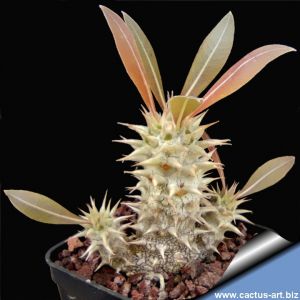 Pachypodium horombense (Madagascar) 