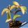 Pereskia aculeata cv. godseffiana