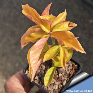Pereskia aculeata cv. godseffiana