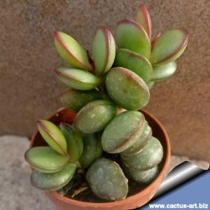 Adromischus subdistichus