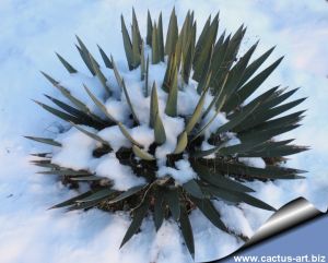 Agave filifera