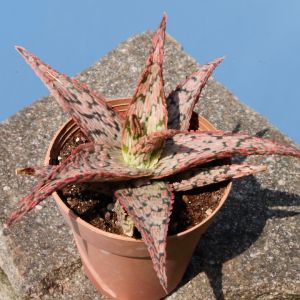 Aloe cv. AMERICA (seed grown variable)