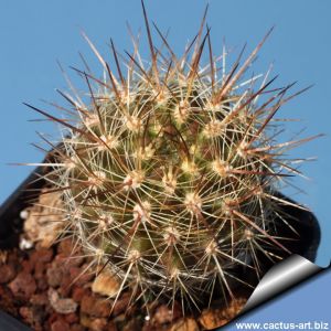 Eriosyce villosa KK1603 (Neoporteria sp.) Huasco, Chile,100-200m.