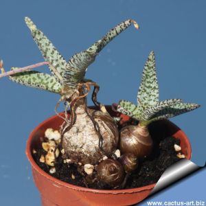 Ledebouria socialis f. minor (Scilla socialis) Thin leaf form