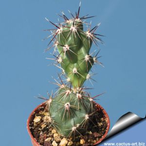 Tephrocactus sp. A (Tephrocactus compressus)