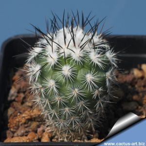Ferocactus glaucescens "subnudum"