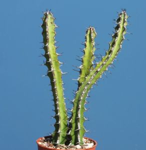 Euphorbia petrae