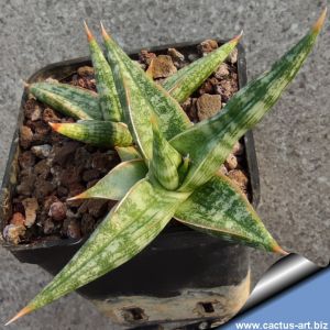 Sansevieria gracilis