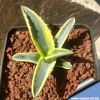 Agave cv. CORNELIUS (Agave americana f. aureo-marginata monstruosa)