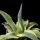 Agave cv. CORNELIUS (Agave americana f. aureo-marginata monstruosa)
