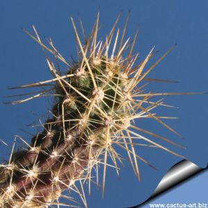 Austrocactus coxii (Patagonia)
