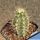 Austrocactus coxii (Patagonia)