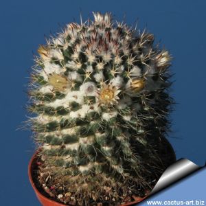 Mammillaria woburnensis