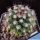 Mammillaria voburnensis