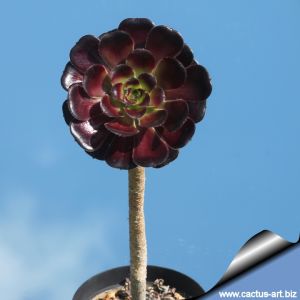 Aeonium arboreum var. atropurpureum SCHWARZKOPF