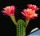 Trichopsis (Trichocereus x Echinopsis hybrid) cv. SUPER APRICOT SISTER by V. J.B. Kornely