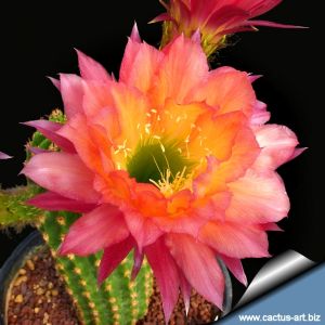 Trichopsis (Trichocereus x Echinopsis hybrid) cv. SUPER APRICOT SISTER by V. J.B. Kornely