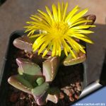 Faucaria subintegra (MG1502)
