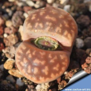 Lithops karasmontana v. lericheana C329 70 km N of Karasburg, Namibia