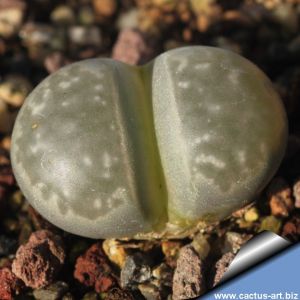 Lithops marmorata PVB 2667 Wyepoortriver, Northern Cape, South Africa