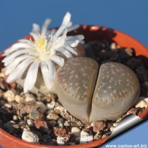 Lithops marmorata SB1377 (syn. framesii) Smorenskadu, S Springbok, Little Namaqualand, N-W Cape Province, South Africa.