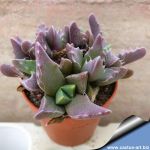 Faucaria hooleae Mitford Park (MG 1496.9 choice dwarf)